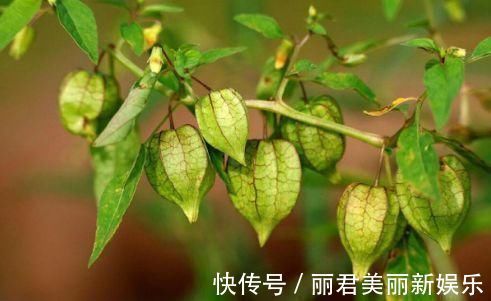 排毒|女人爱美适合常吃3种食物,排毒养颜,延缓衰老,肌肤更水嫩