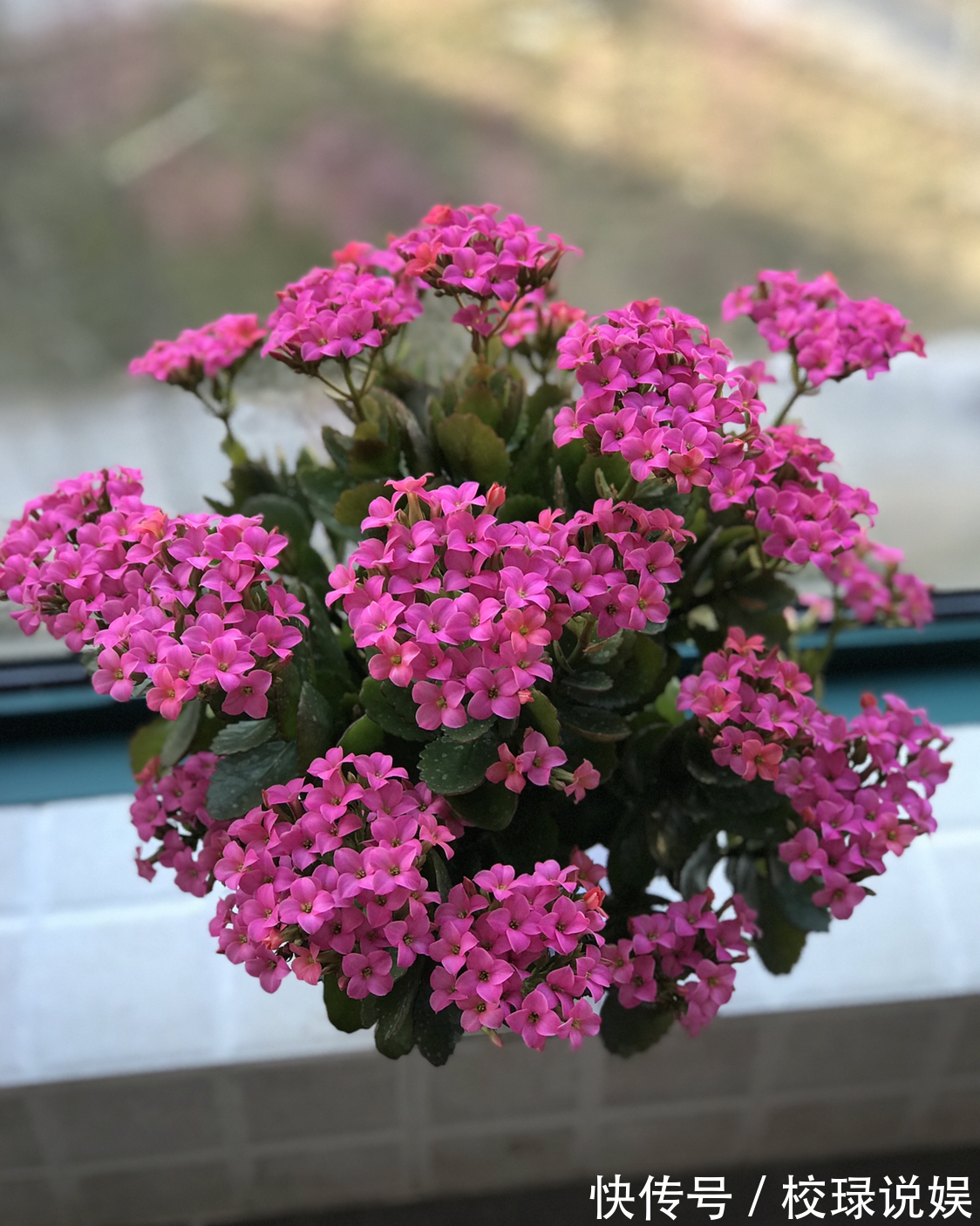 长寿花|八种花期超长的植物,个个花期半年以上,观赏价值高,室内也能养