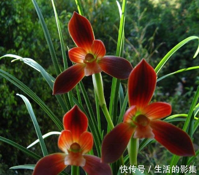 此花再贵,也要舍得栽两株,花香怡人,花期长久,好养易成活!