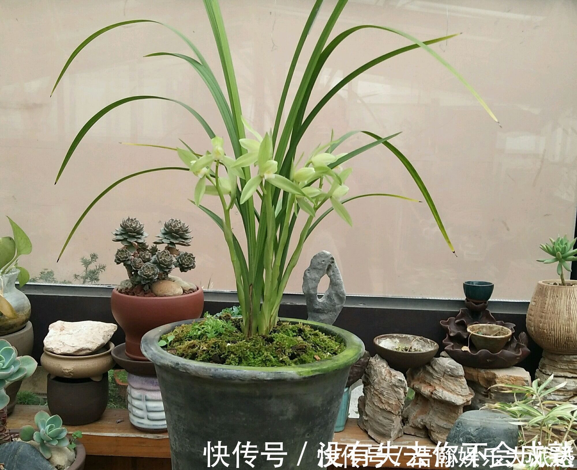 养护|兰花植株根系腐烂而没有根了还能长出来吗兰花新苗上盆焦尖咋办