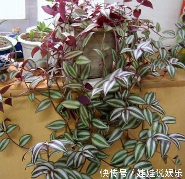 家里养这几款植物,比牡丹好看,比吊兰好养,你养了吗