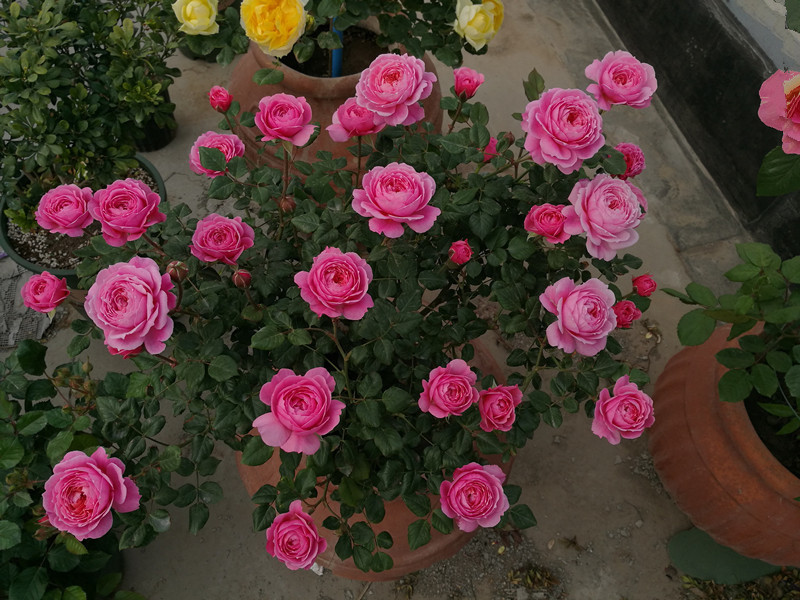 花朵五颜六色,漂亮像彩虹,花期几个月,种植容易,盆栽养花选它