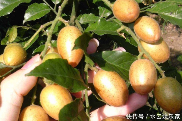 清明|4種天然的“止咳藥”,漫山遍野都是,聰明人一直在吃