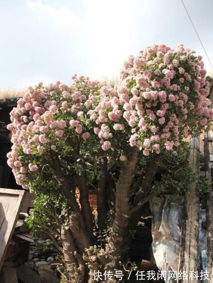 1片玉树叶子也能长成大老桩，方法一点就通，很容易就爆盆！