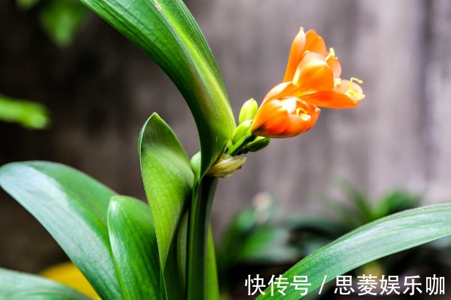 叶子|君子兰有3个症状,及时处理,否则花期不开花