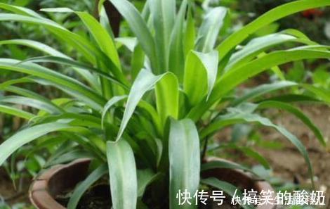 自来水|盆土太硬了?用它泡一泡,浸盆浇,土壤透气有营养,还养根