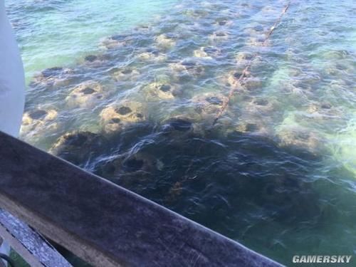  奇怪|Reddit网友在线辨认神奇物件：奇怪的知识又增加了