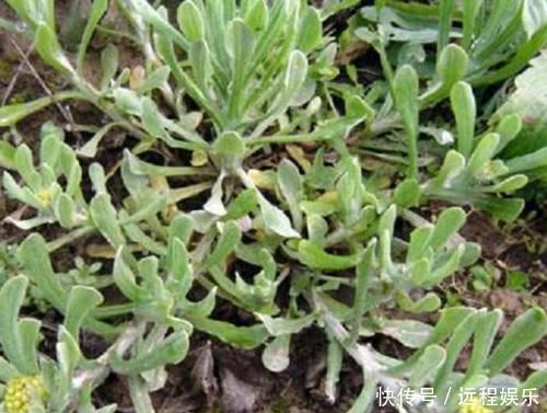 血压|此“野菜”，具有平稳血压，缓解风湿痛等多种功效，比荠菜更好吃