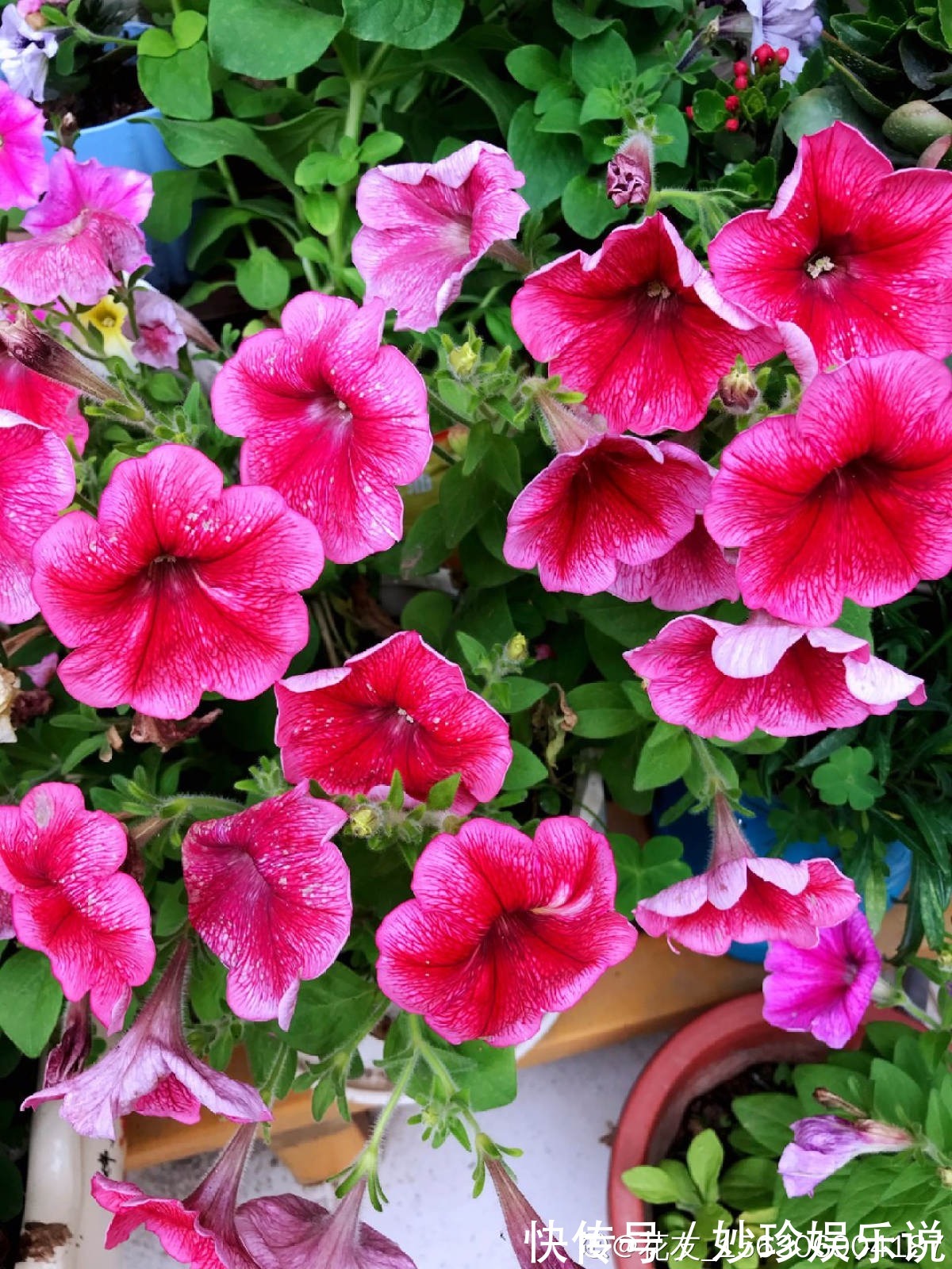 虞美人|秋天是养草花的季节,12种草花现在播种,俩月就能开花