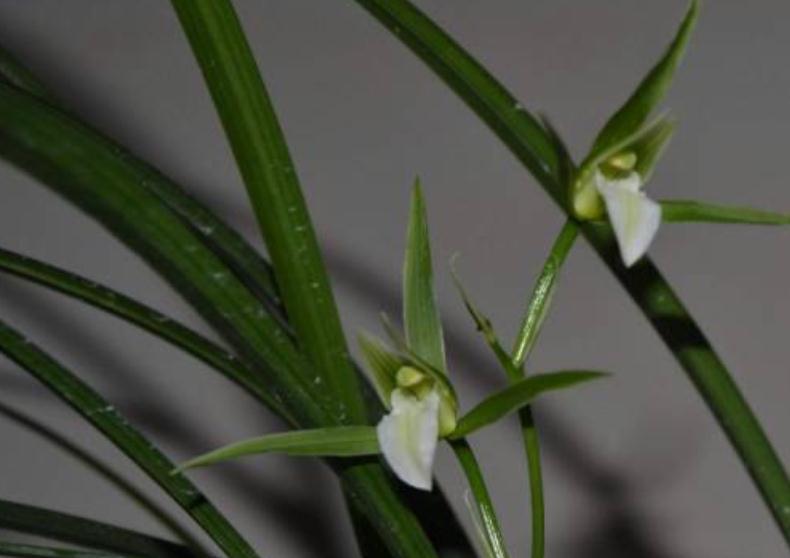 我国兰花品种大全及种植要点