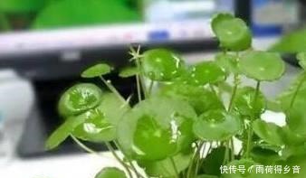 铜钱草总是养不好,自从学了这几招,叶子长得巴掌大!