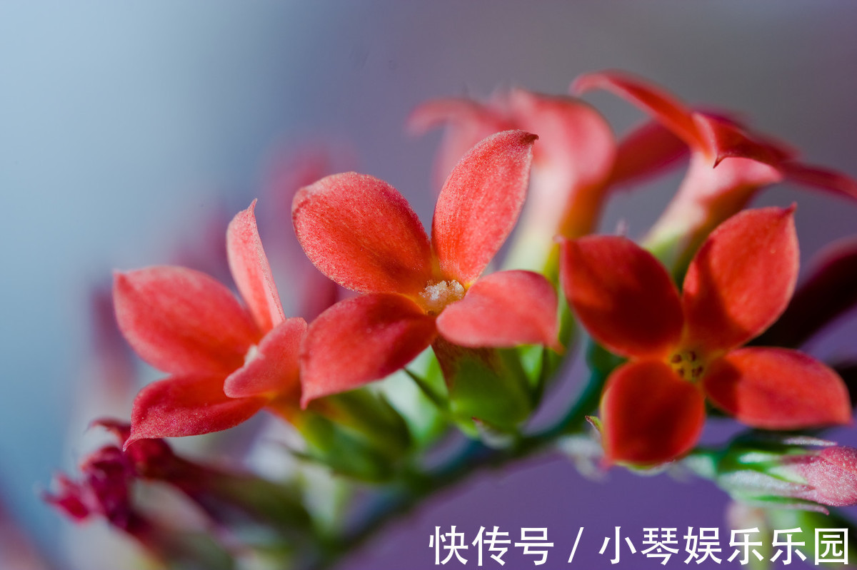 养花|养花就养3种“神仙”花，名字好听好养活，花量大开花美，太好看