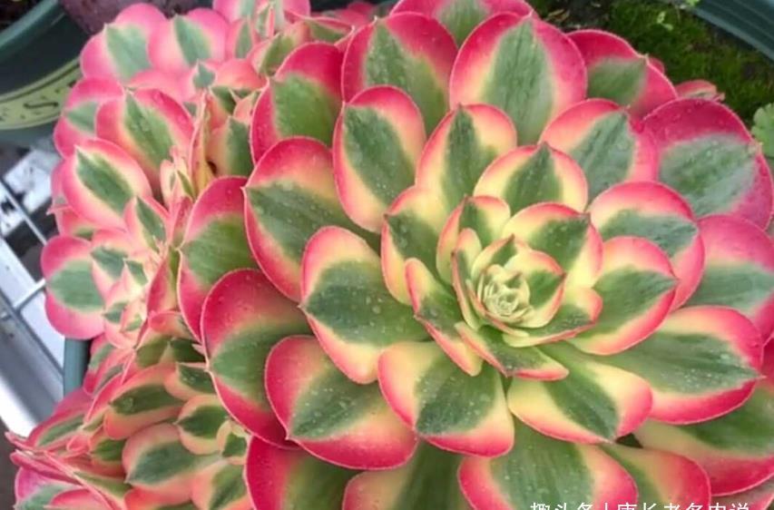 锦斑|粉女巫法师是粉色系多肉中的颜值大师,它是否唤起了你的少女心?