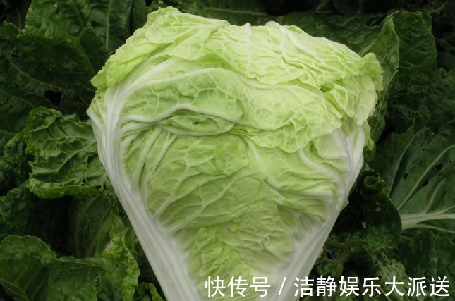 家人|还在吃大白菜吗真后悔今天才了解,看完牢记告诉家人