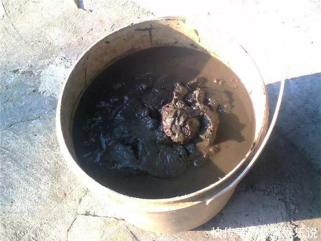 土里拌点它,轻松变成酸性土,养花不黄叶!