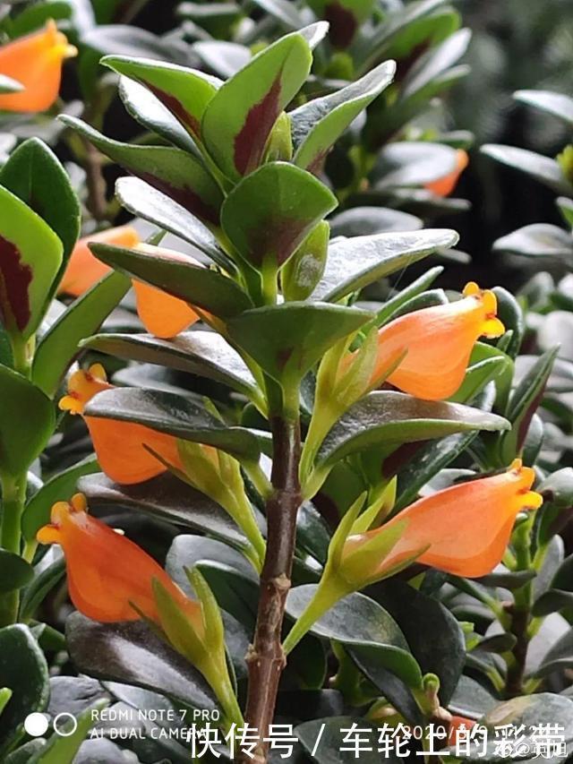 吊兰长满小金鱼，养上5年，越养越上瘾！