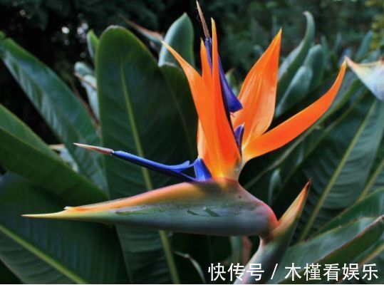 香味|喜欢菊花,不如养盆“精品玫瑰”朦胧的朱迪,水果香味,清新俊逸