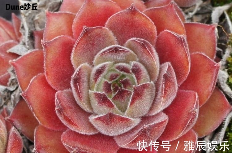 框子|这多肉拼盘这么仙!如何制作达人手把手教你制作长生草拼盘!