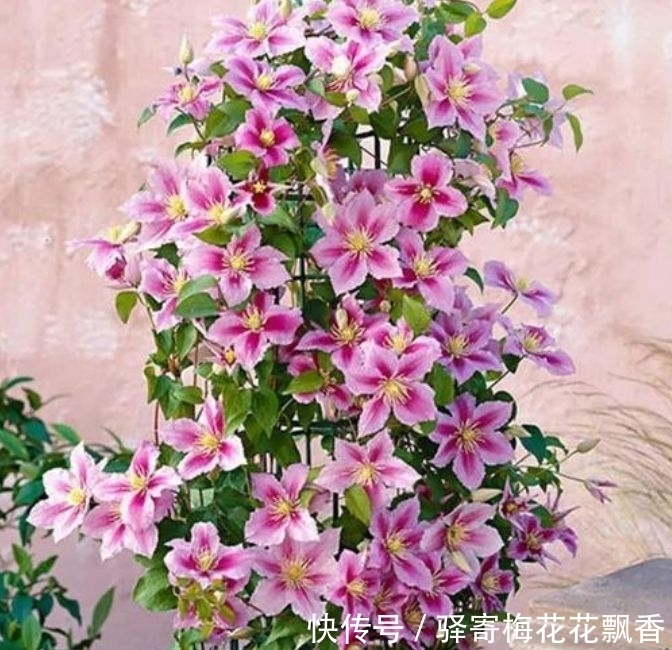 3种花是懒人的最爱,有阳光就爆盆,开满整个花盆,快养起来吧