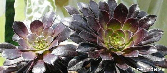 黑法师到底好不好养怎么去养，如何才能乌黑光亮