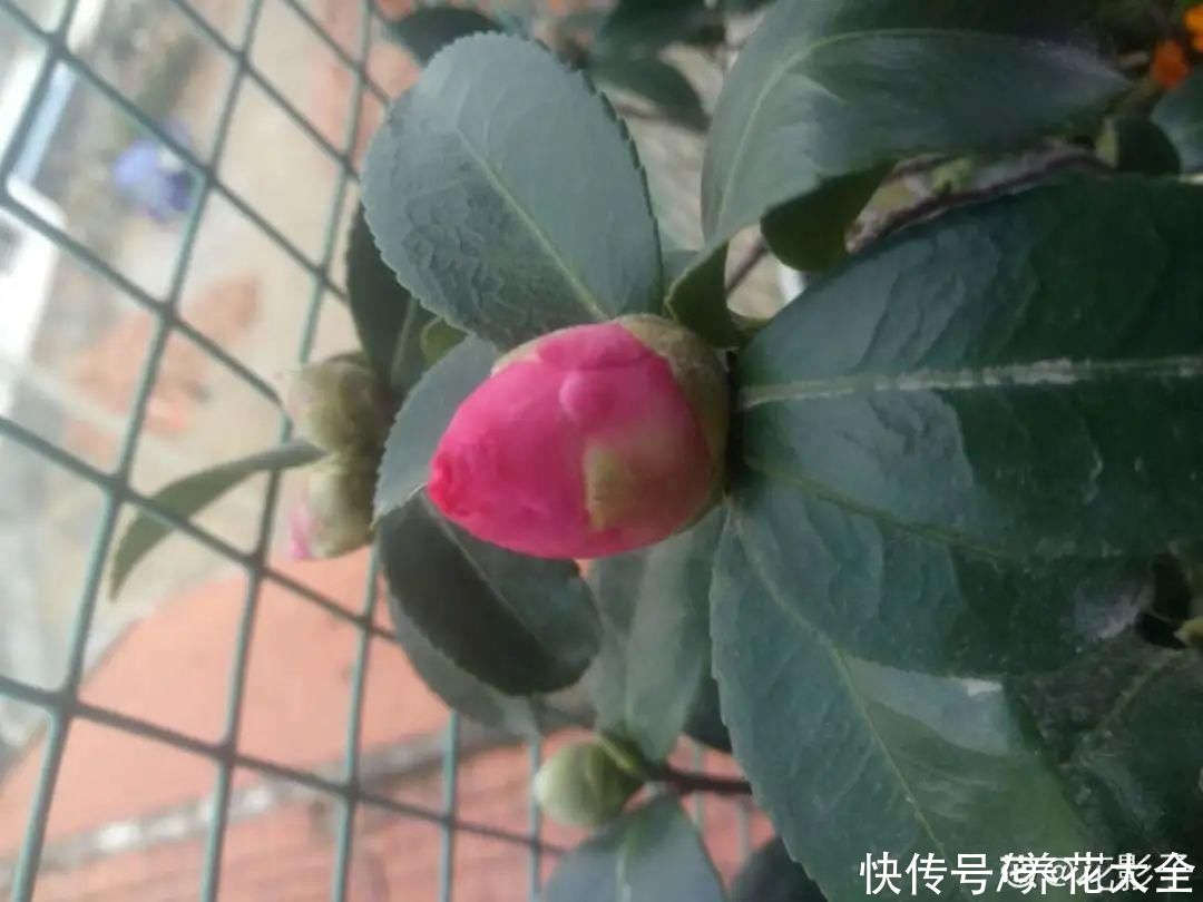  掉花苞|花还没开，花苞掉了一地，再不管就完了