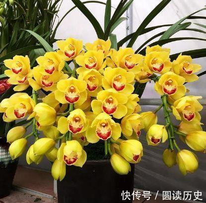 四季|4种花现在入手刚刚好,沾土就活,轻松开爆盆,四季有花赏