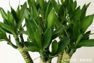 叶子|家养富贵竹习惯性黄叶学会这三个小技巧,轻松叶绿枝嫩长不停