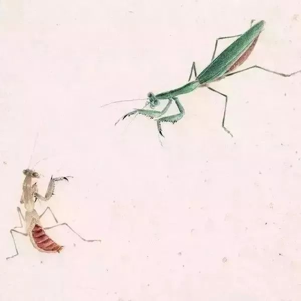 蝗虫$齐白石问娄师白:你数过螳螂翅上的细筋有多少根吗?