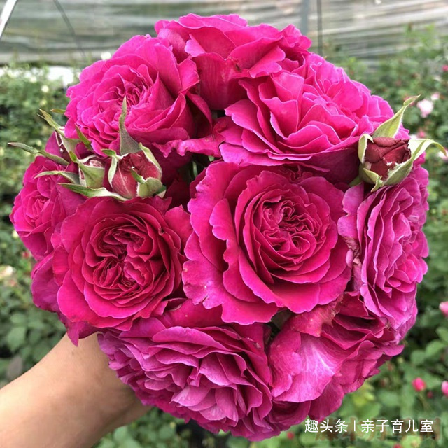 喜欢养菊,那就养盆“珍稀玫瑰”女人香气,花姿性感,娇嫩柔和!