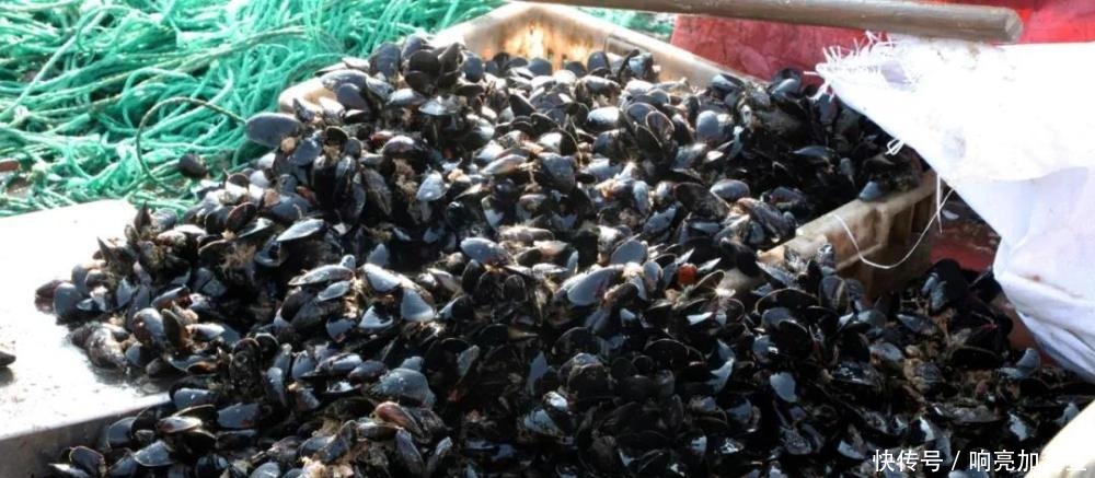 春天,遇见“第一鲜”要多买一些,1斤3元,给家人享受天然美味