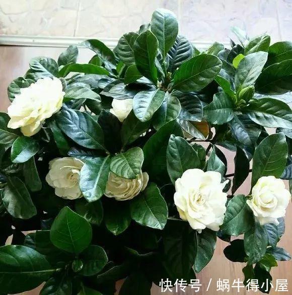 淘米水中加点“料”,成为“万能水”,养花浇一点,啥花都旺