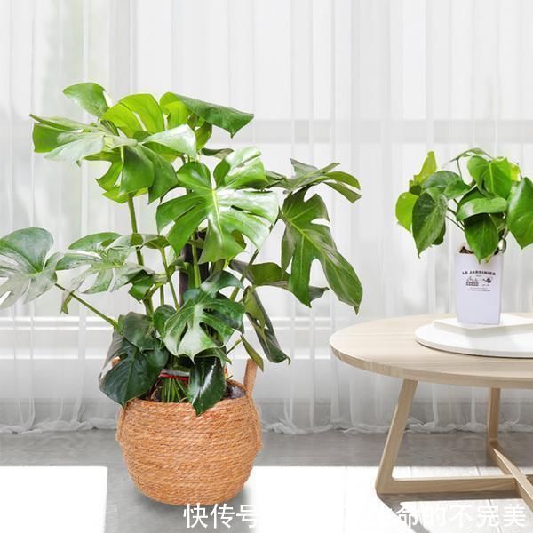 甲醛|养这4盆花,在家吸烟也不怕,二手烟吸光光,空气清新,一家健康