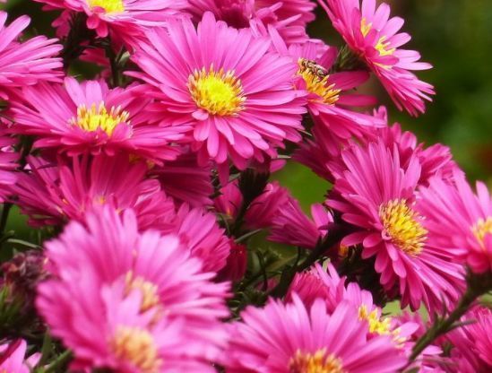 喜欢花,不妨养些这种花,非常适合阳台养,开花就爆盆