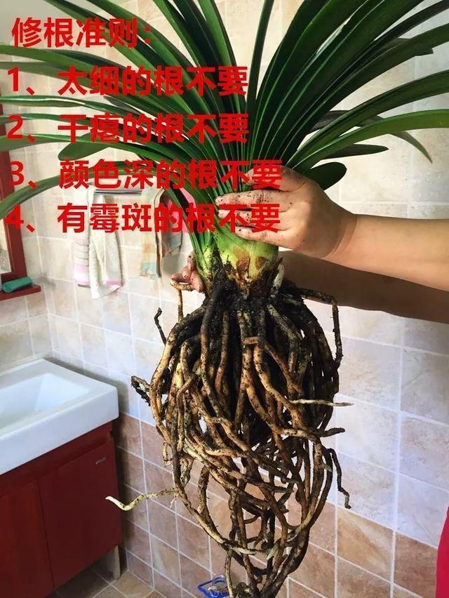 花卉|偷偷告诉你，高手养花必备“4个技巧”，养啥花都能“枝粗叶绿”