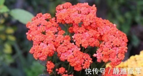 养长寿花，想要开花爆盆，“修剪”不能少，做好一次能开千朵花