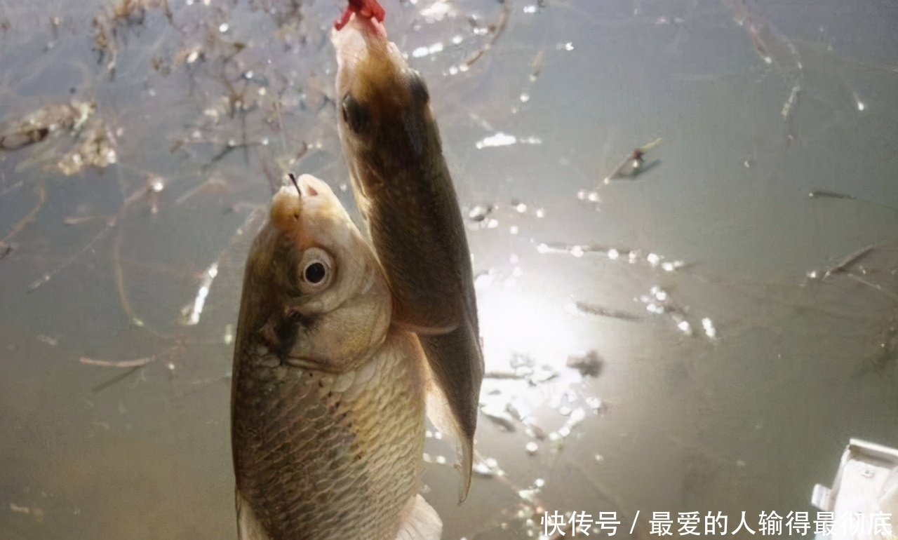 钓春鲫,判断鲫鱼是不是已经离底了,看这两个迹象就足够了