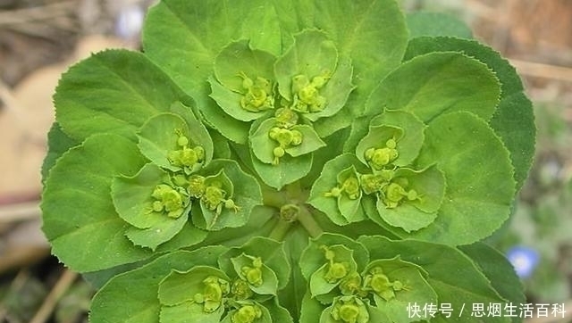 种植|全株含毒碰到手发痒,兔子最爱吃,改名后热销,农民大量种植