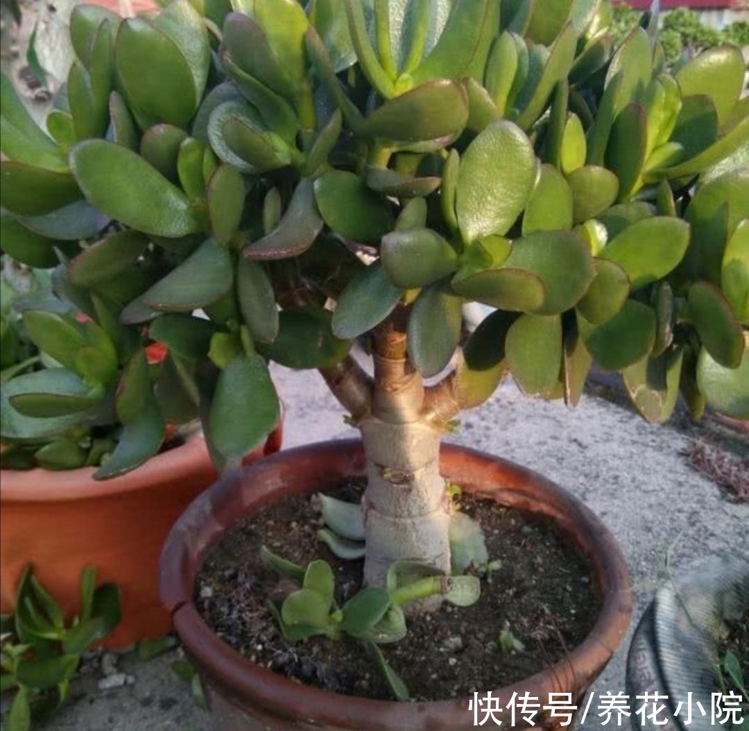 植物|玉树有“3怕2喜”，做好这几点，养成漂亮的盆景