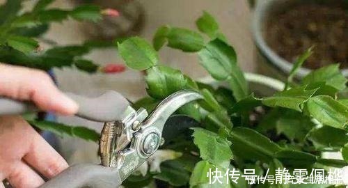 枝条|这2种花最好开春扦插，一片叶子长出一盆，今年开花不成问题！