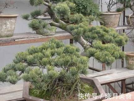 阳台庭院松类盆景二,陶冶性情的禅意的生活