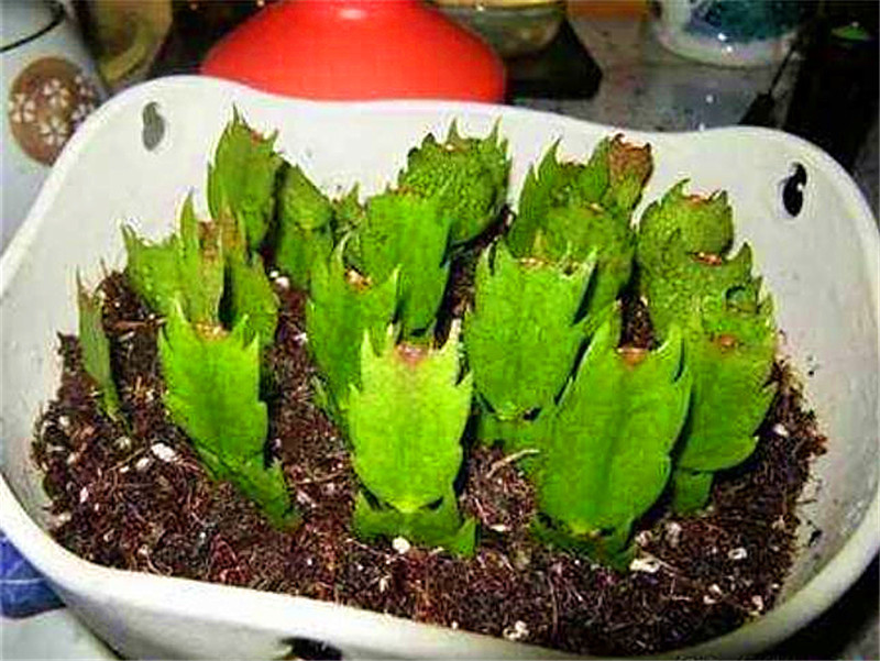 元旦前，5种花摘片叶，扔盆里，遇土就生根，立省200元