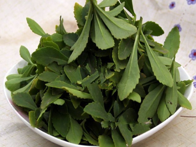 玉揪药解|此种野菜叫救心菜,俗称“土人参”,养护心脏、软化血管、降三高