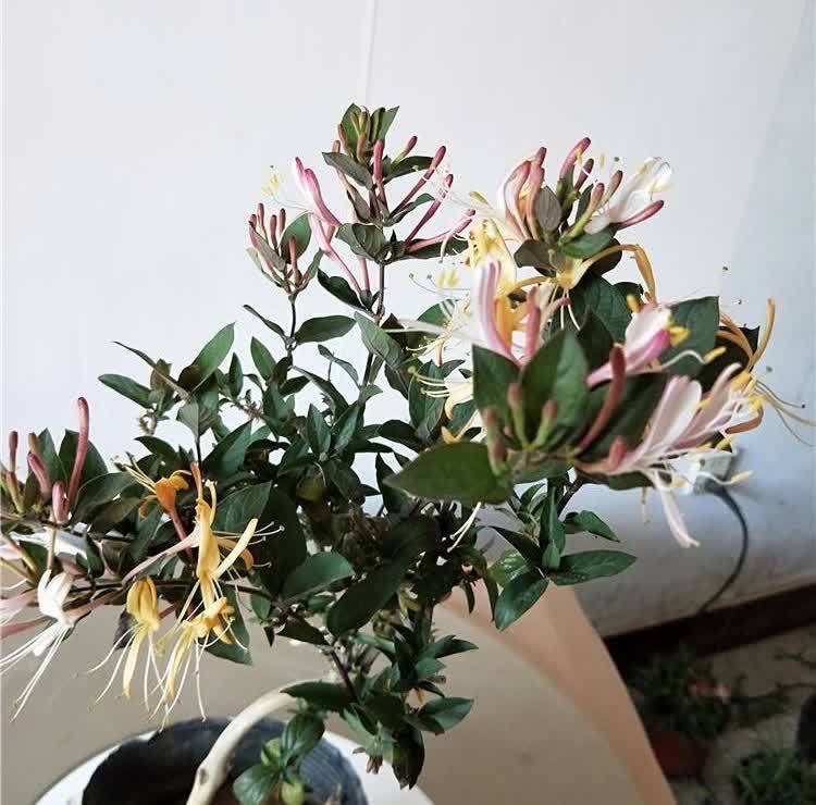 在庭院里,种几棵攀缘植物,有点阳光就开花,一片花海