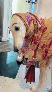 |搞笑GIF趣图:狗:小伙子有媳妇没,没有的话我给你介绍一个