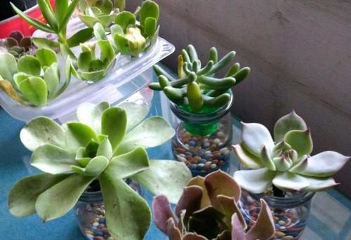 新手养无根多肉发根难!学会这2招,7到10天就生根