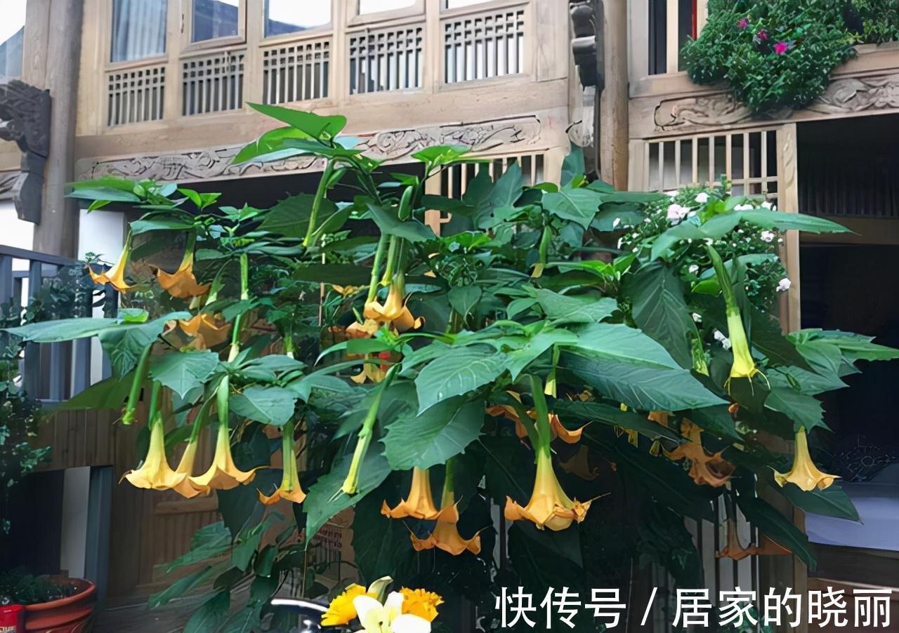 越漂亮的花越“有毒”！快来认识这12种大毒花，涨“知识”不吃亏