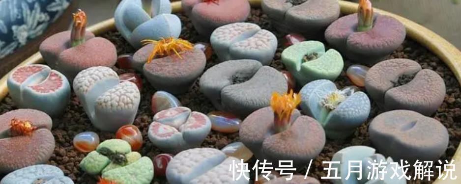 冬天养了4种漂亮多肉,保暖工作做到位,安全过冬上色美