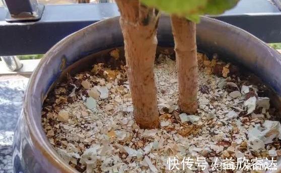 茶叶|养花大爷透露这3种“废渣”养花,比生根水还好用,养1盆爆1盆