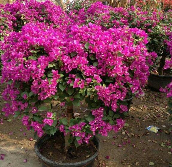 南方栽花赏花当首选三角梅，盆栽催花，用上3技巧轻松搞定