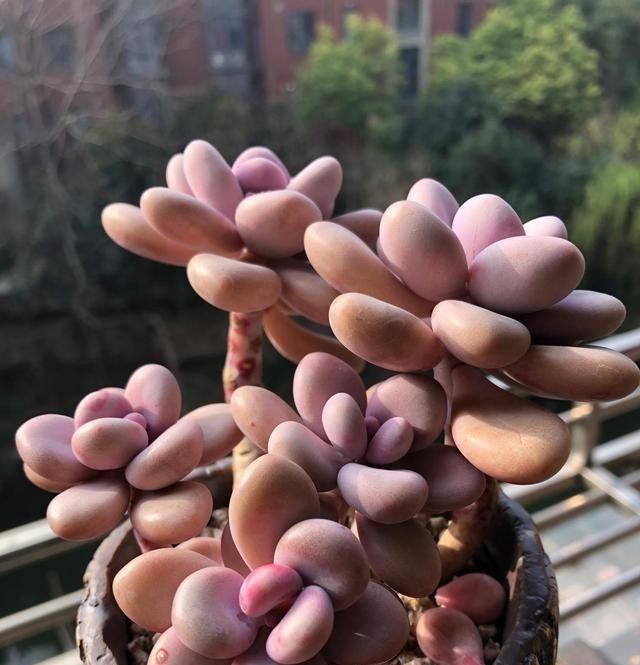 多肉不长怎么回事原来是“控水”不对,赶紧改正,半个月见效果